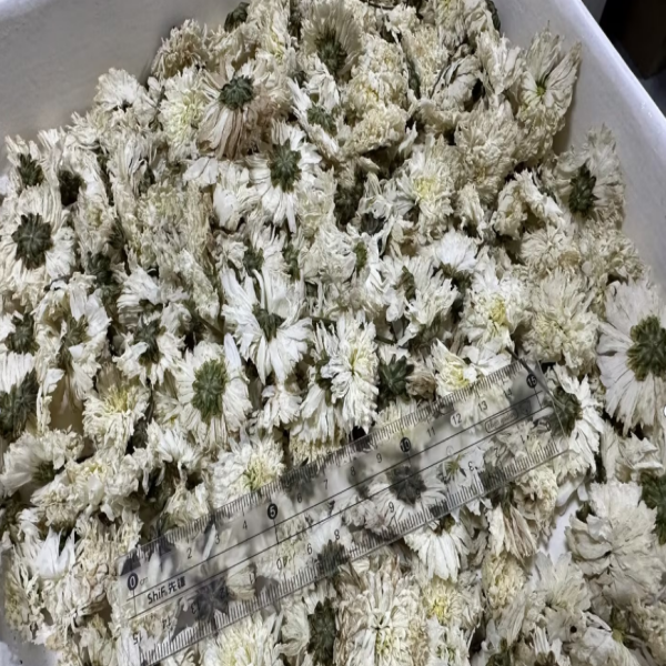 Chrisantemum white /Хризантема белая