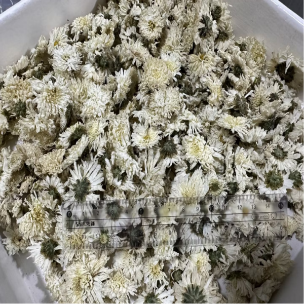 Chrisantemum white /Хризантема белая/цветые