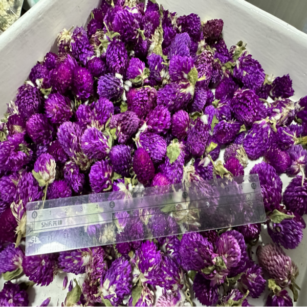 Gomphrena /Гомфрена